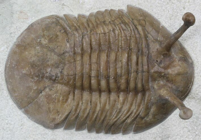 Large Asaphus Kowalewskii Trilobite - #30899